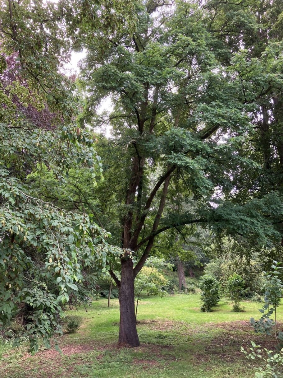 Header image for Sorbus domestica subsp. pomifera