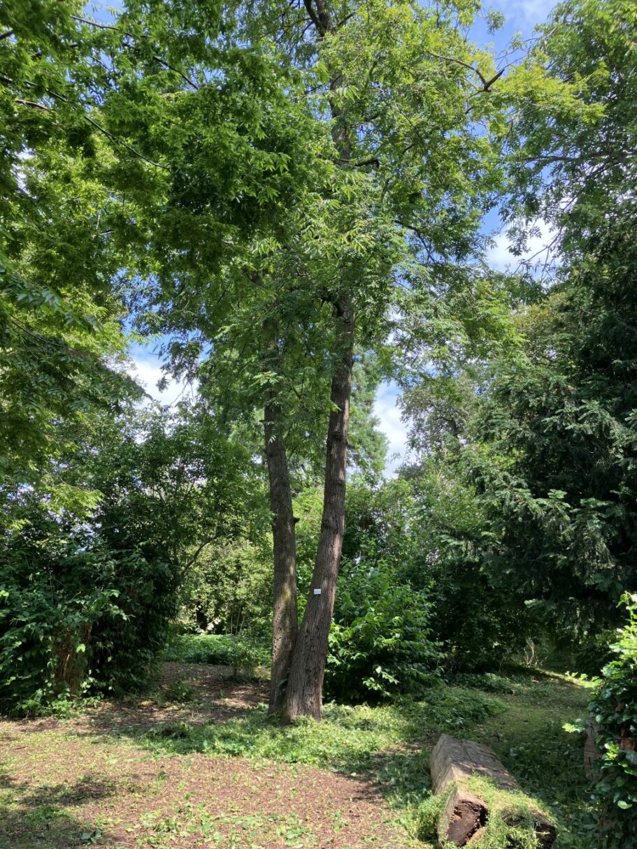 Header image for Sorbus domestica subsp. pyrifera