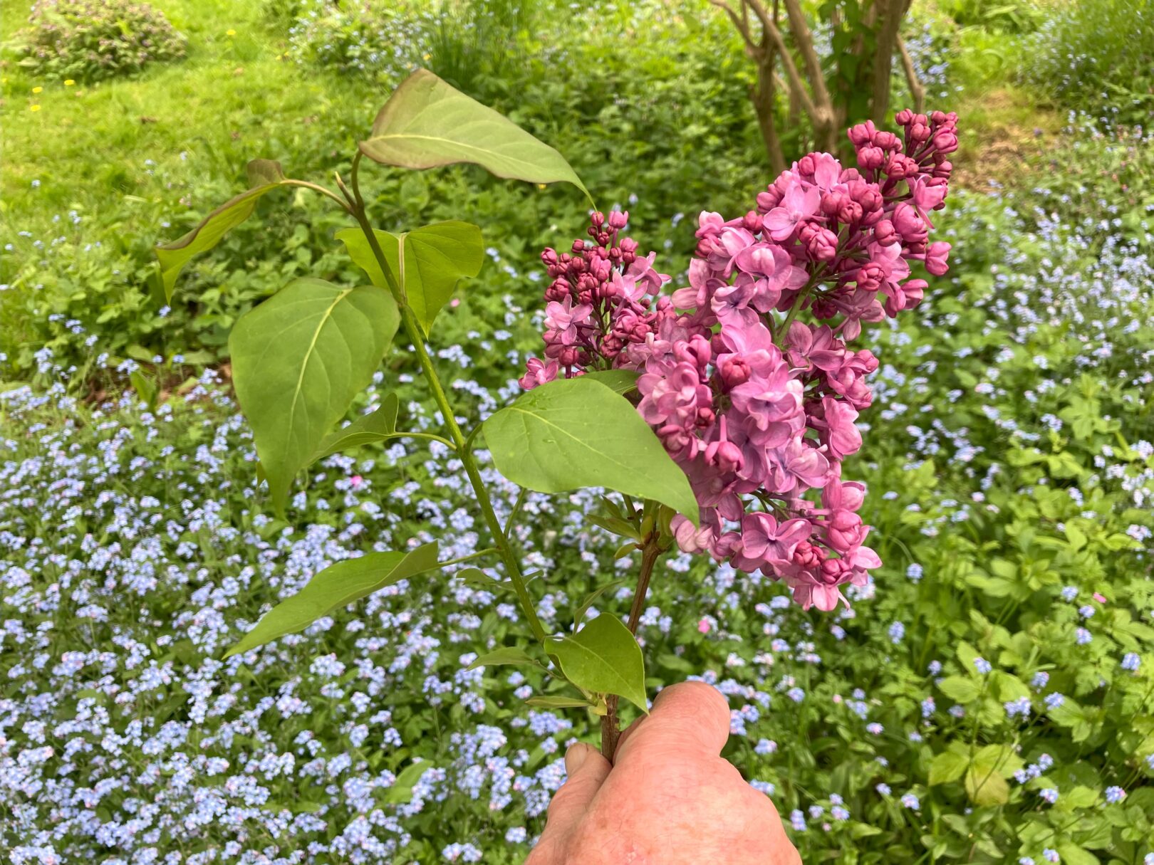 Header image for Syringa vulgaris hybrid