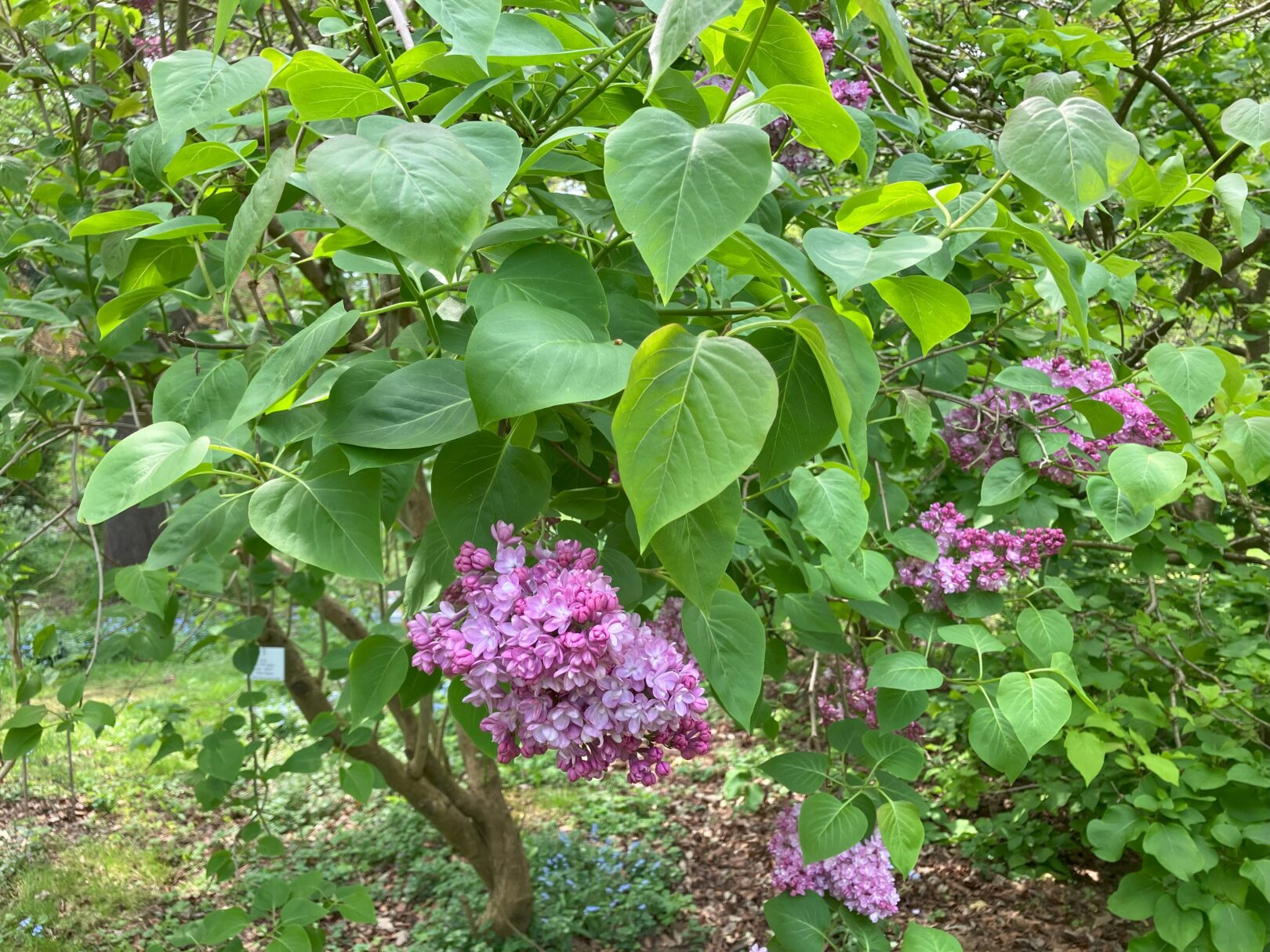 Header image for Syringa vulgaris ‘Michel Buchner’