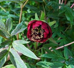 Featured image for Paeonia delavayi