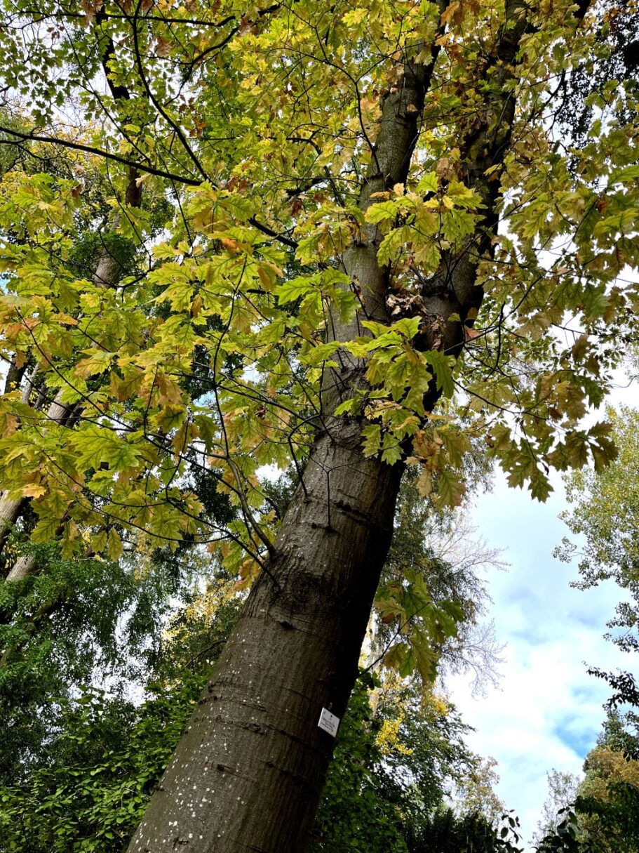 Header image for Quercus rubra