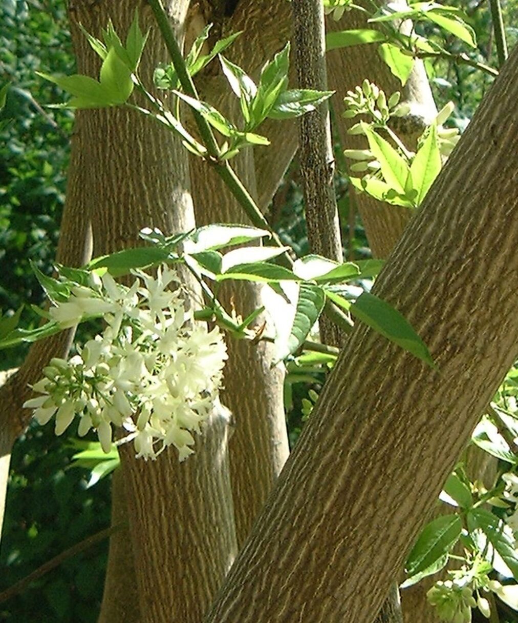 Header image for Staphylea colchica