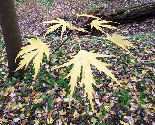 Header image for Acer saccharum f. laciniatum Wieri