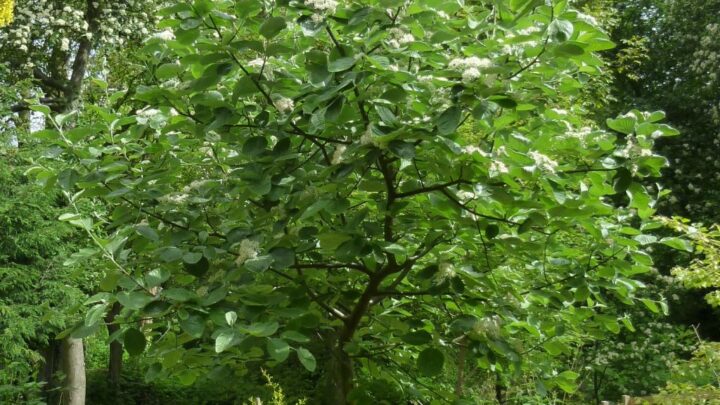 Featured image for Sorbus thibetica mitchellii