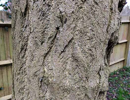 Bark of tree