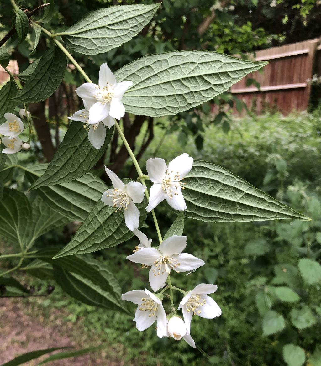 Header image for Philadelphus hybrid