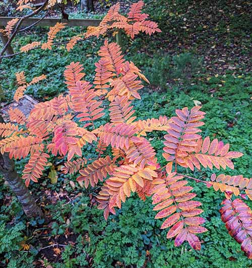 Header image for Sorbus commixta