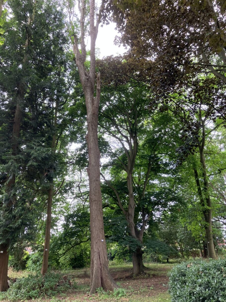 Header image for Populus nigra f. italica
