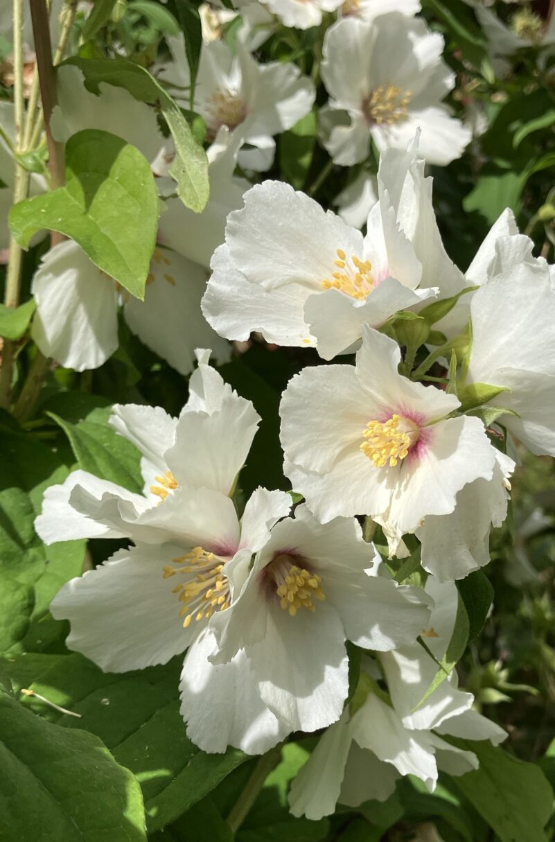 Header image for Philadelphus ‘Belle Etoile’