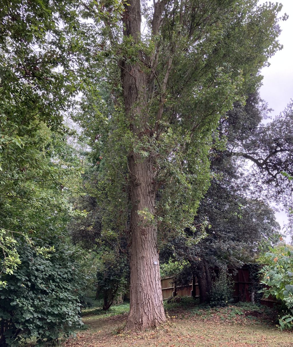Header image for Populus <span style="font-style: normal;margin-left: 3px;">×</span> plantierensis