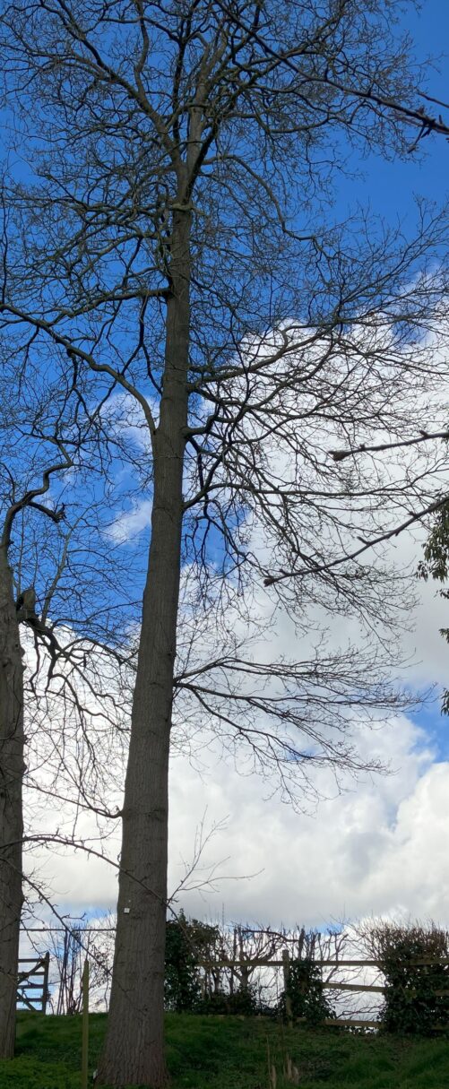 Header image for Quercus cerris
