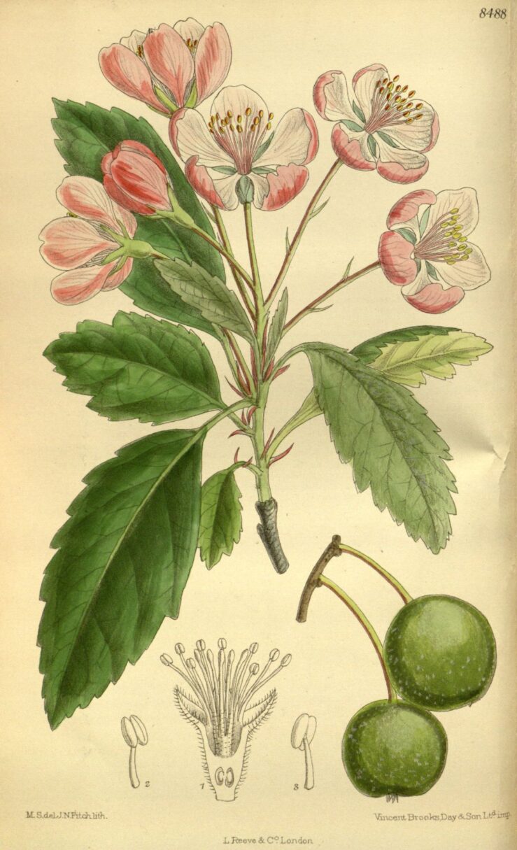 Header image for Malus <span style="font-style: normal;margin-left: 3px;">×</span> soulardii