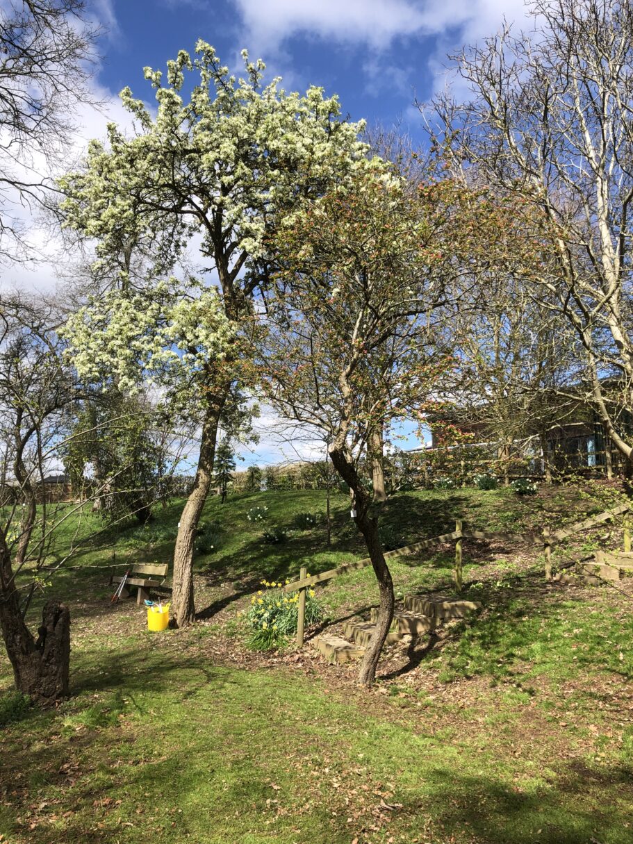 Header image for Malus microcarpa baccata