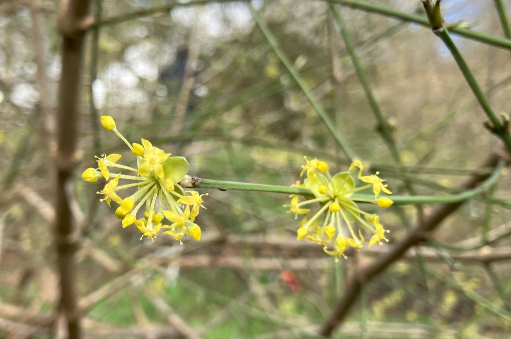 Header image for Cornus mas