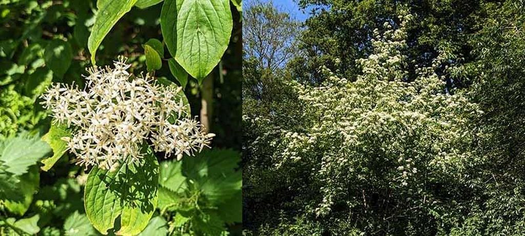 Header image for Cornus walteri