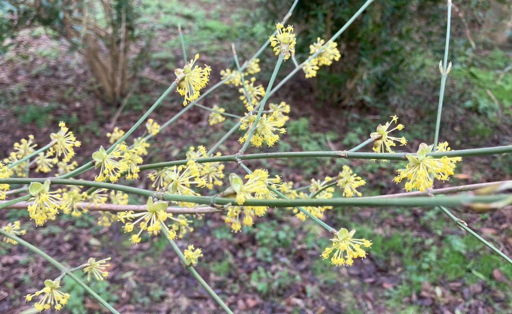 Header image for Cornus mas f. aurea elegantissima