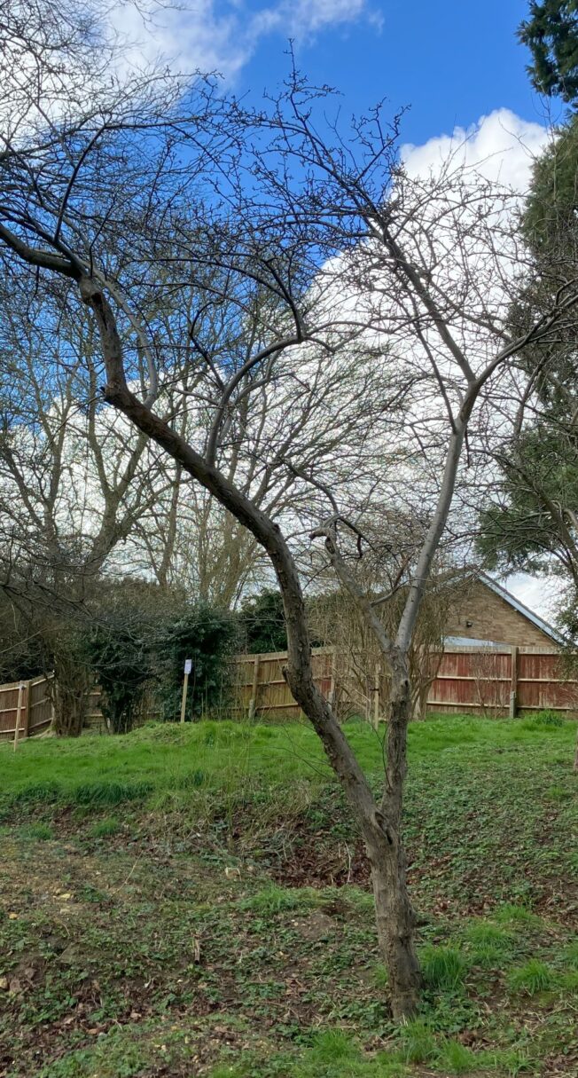Header image for Malus <span style="font-style: normal;margin-left: 3px;">×</span> purpurea ‘Aldenhamensis’