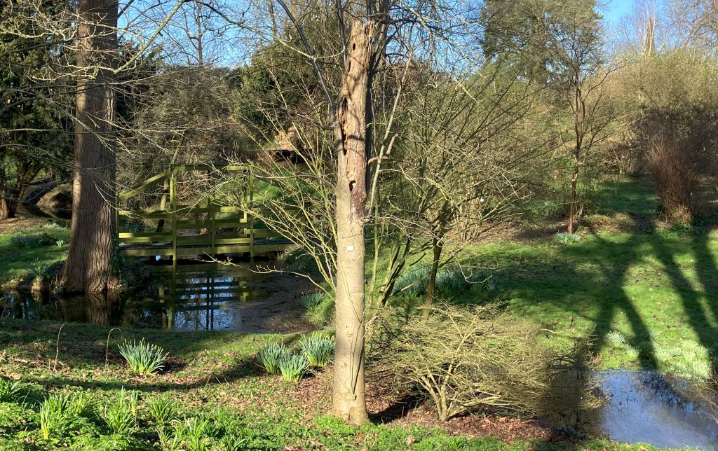Header image for Sorbus aucuparia f. pendula