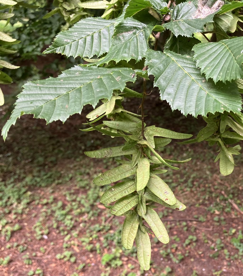 Header image for Carpinus betulus