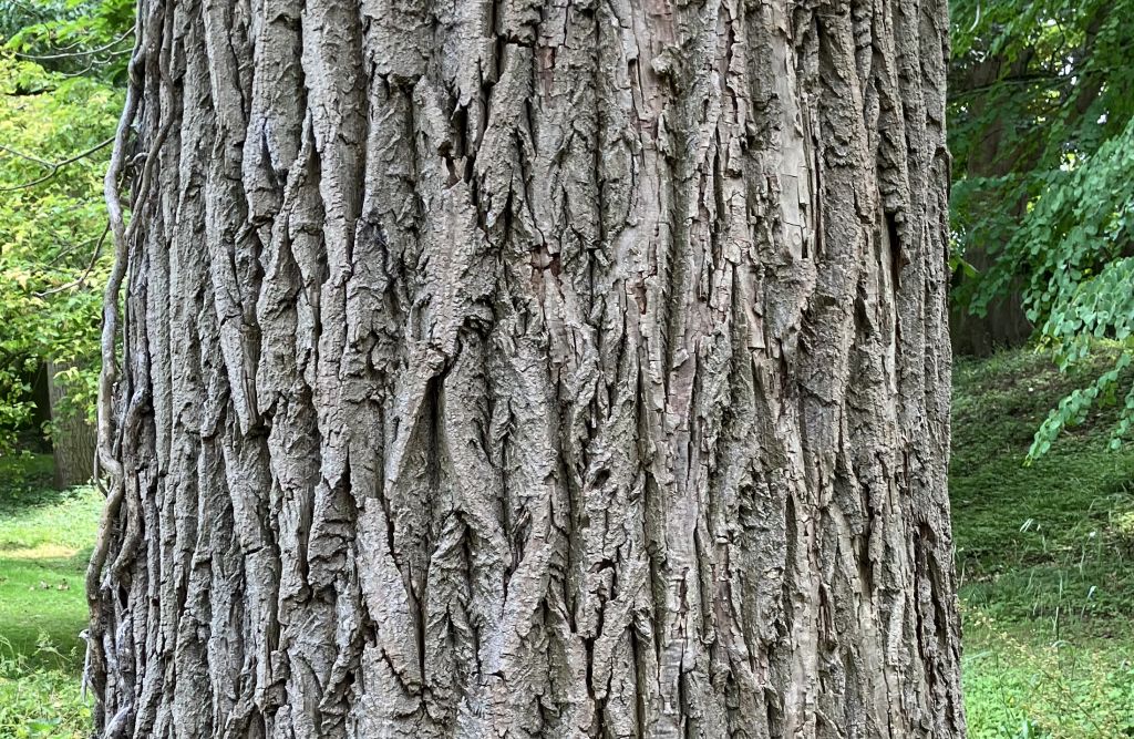 Header image for Populus <span style="font-style: normal;margin-left: 3px;">&times;</span> canadensis ‘Robusta’