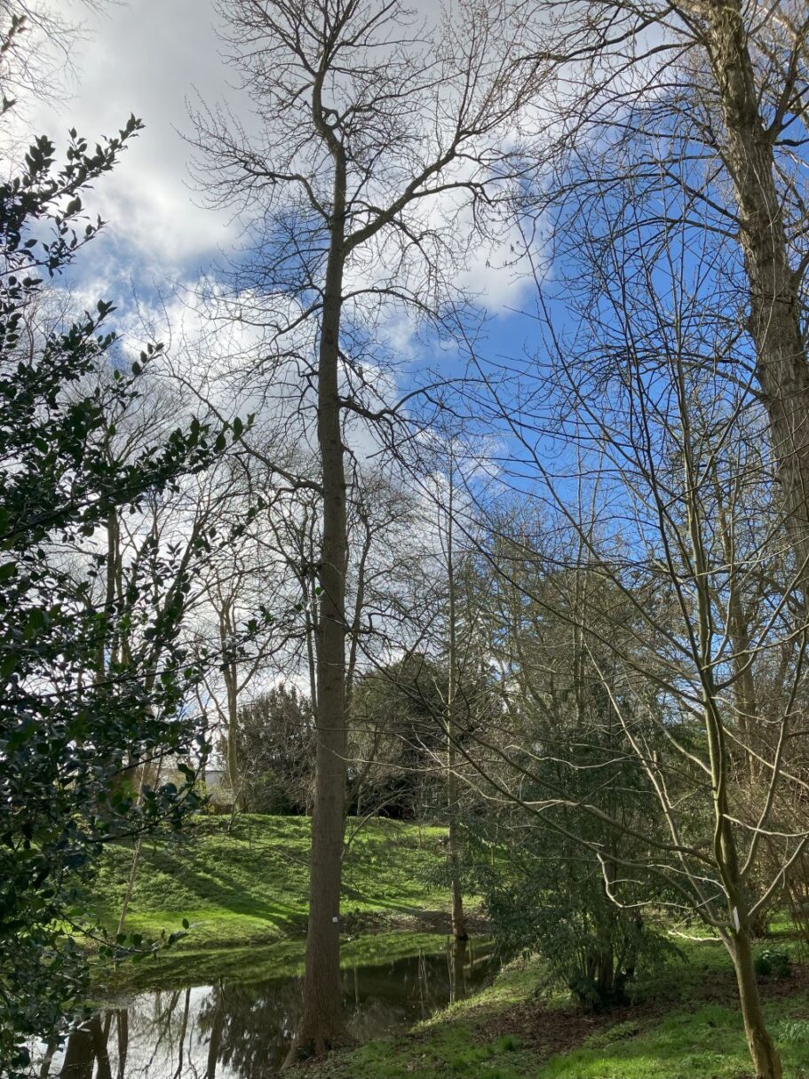 Header image for Populus trichocarpa