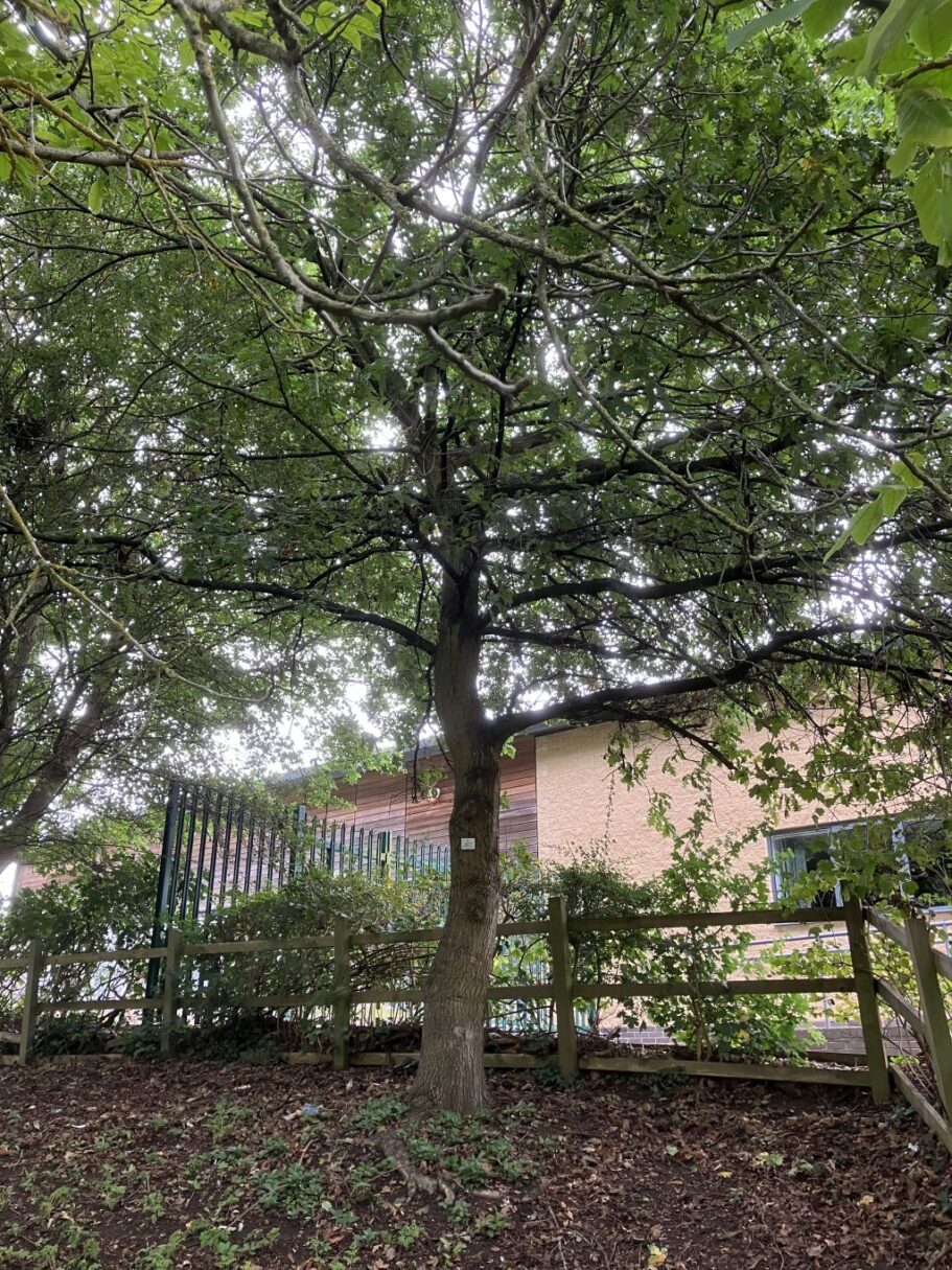 Header image for Quercus robur