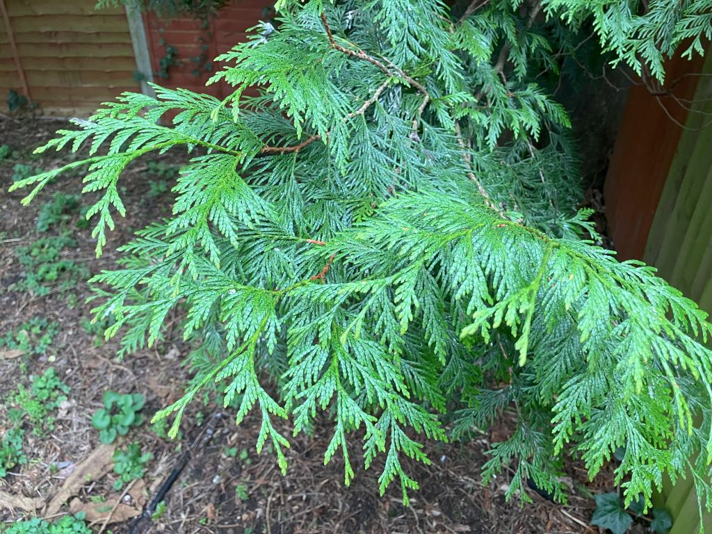 Header image for Thuja plicata