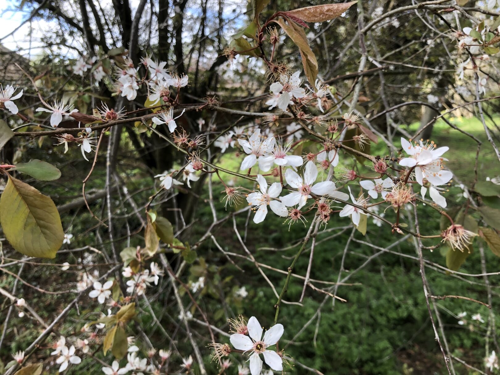 Header image for Prunus cerasifera pissardii ‘Atropurpurea’