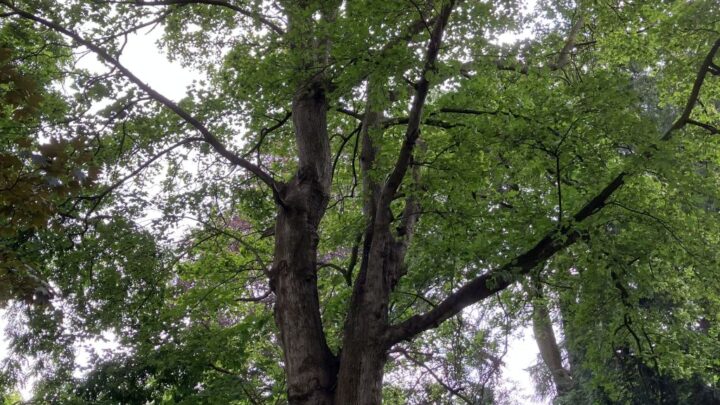 Featured image for Acer platanoides