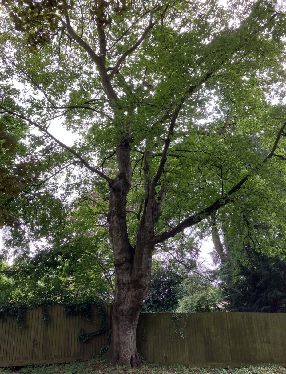 Header image for Acer platanoides