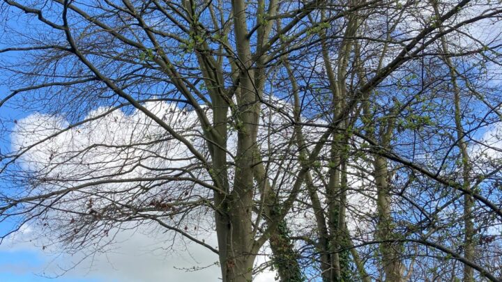 Featured image for Fagus sylvatica