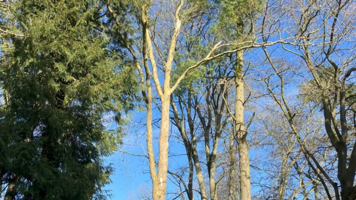 Featured image for Platanus <span style="font-style: normal;margin-left: 3px;">×</span> hispanica
