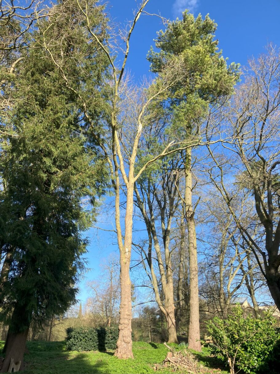 Header image for Platanus <span style="font-style: normal;margin-left: 3px;">×</span> hispanica
