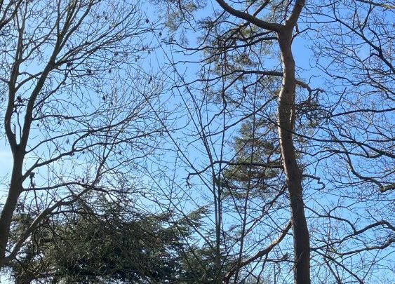 Featured image for Pinus sylvestris