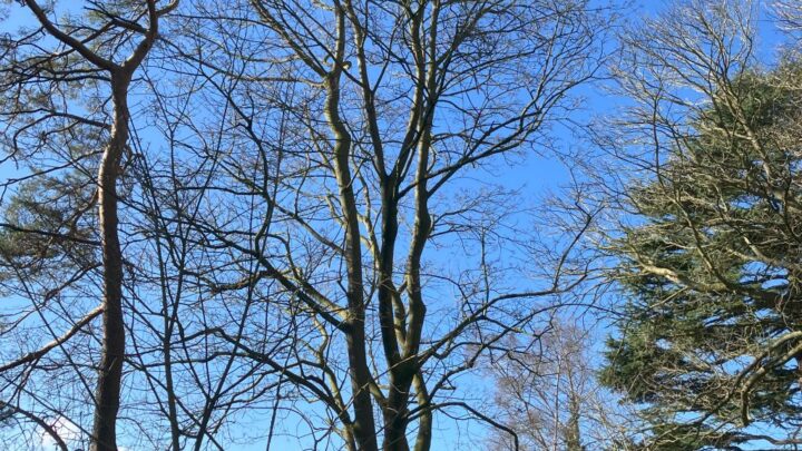 Featured image for Acer platanoides