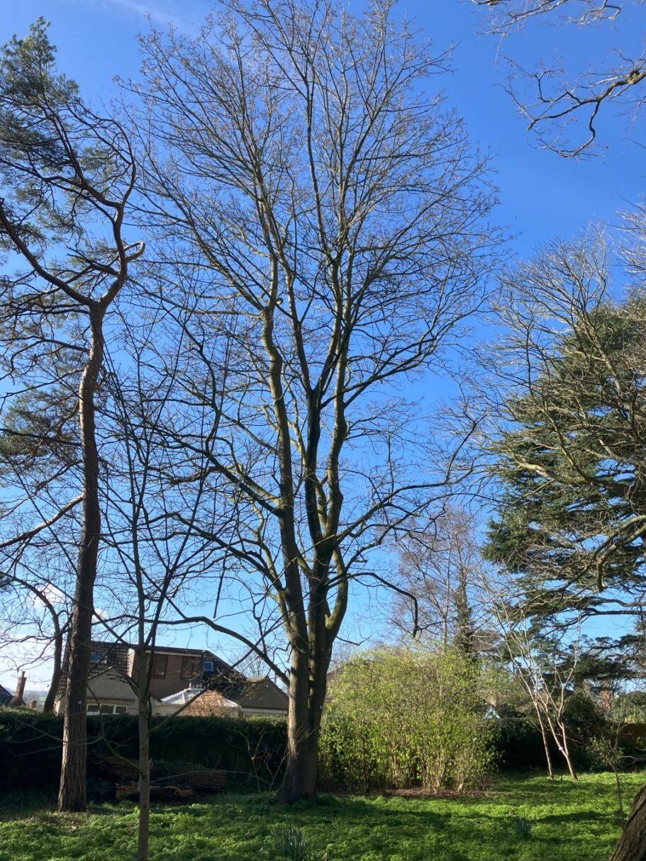 Header image for Acer platanoides
