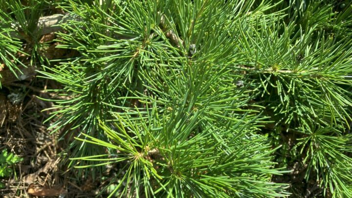 Featured image for Cedrus deodara