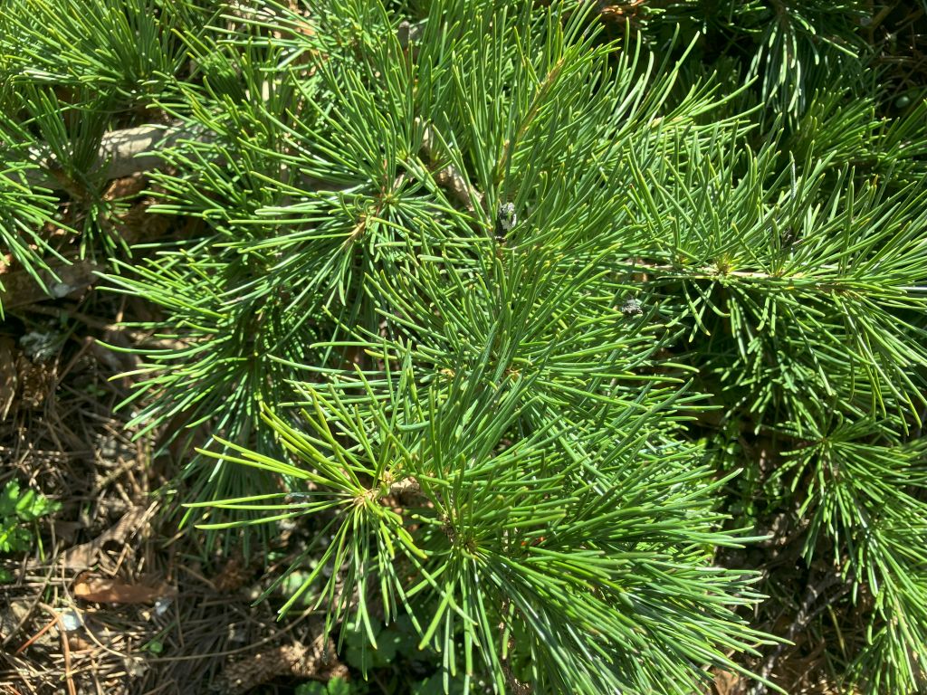 Header image for Cedrus deodara