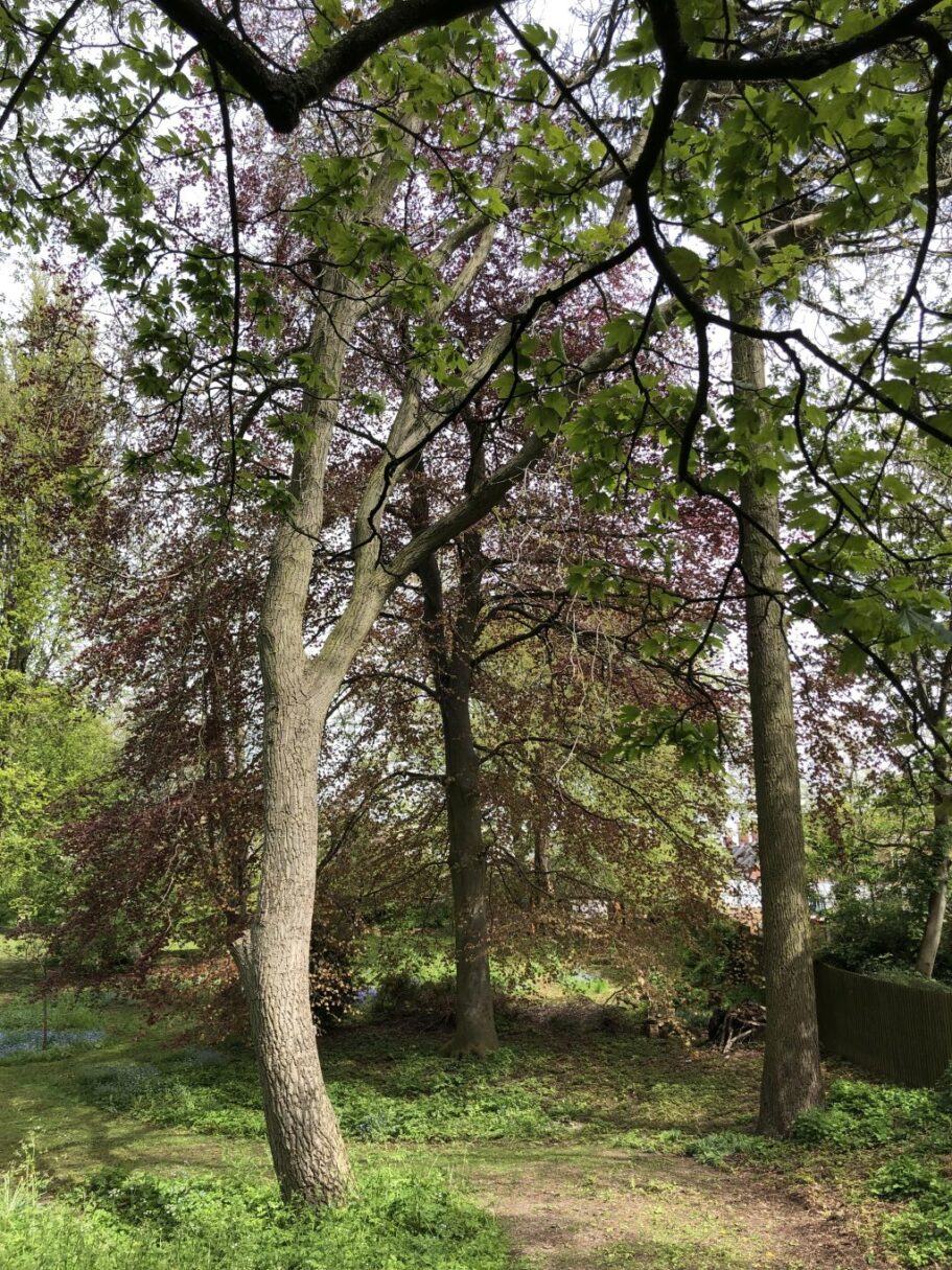 Header image for Fagus sylvatica purpurea