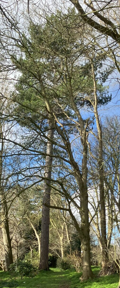 Header image for Pinus nigra