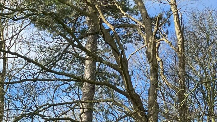 Featured image for Pinus nigra
