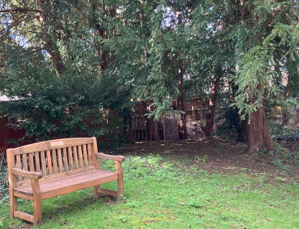 Header image for Taxus baccata