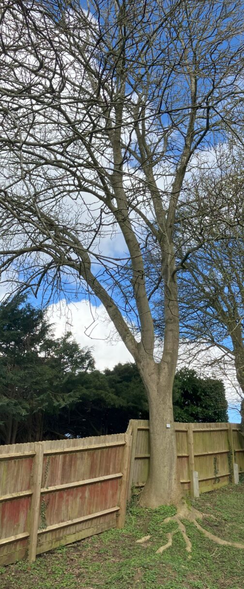 Header image for Fraxinus excelsior