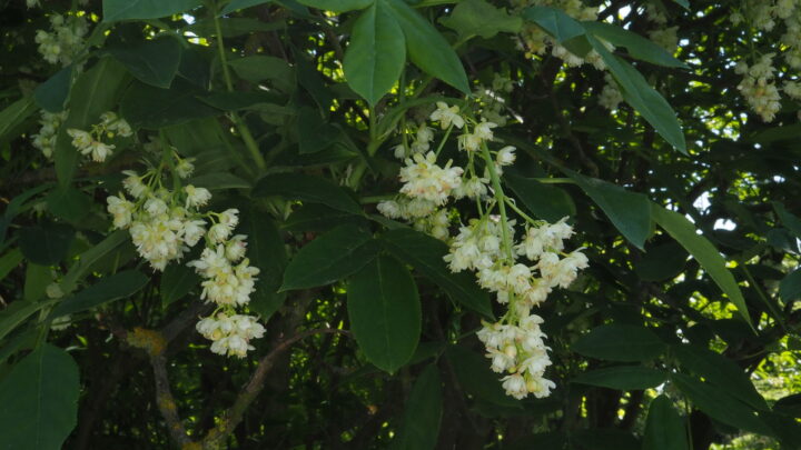 Featured image for Staphylea pinnata