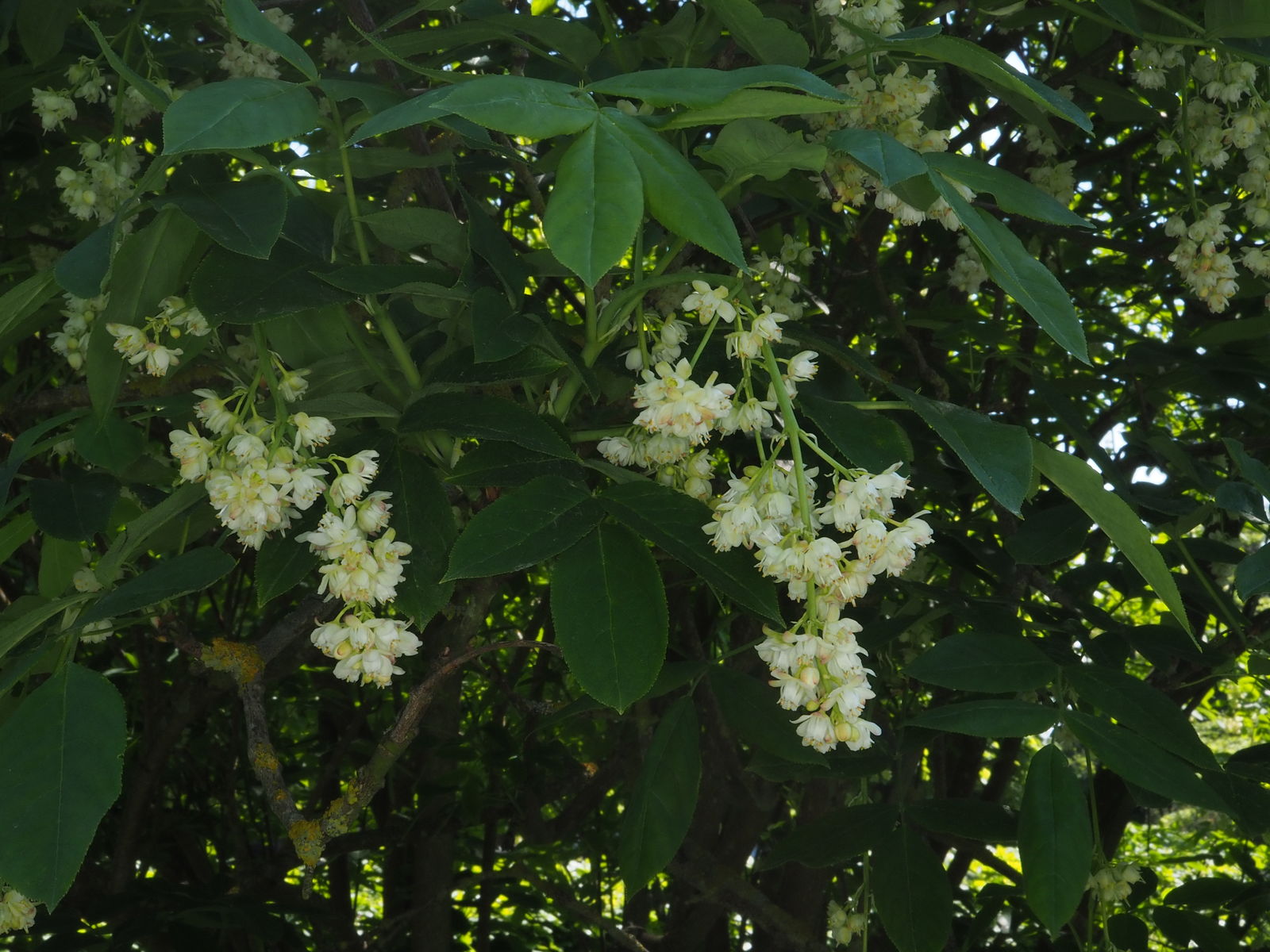 Header image for Staphylea pinnata