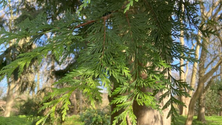 Featured image for Thuja plicata