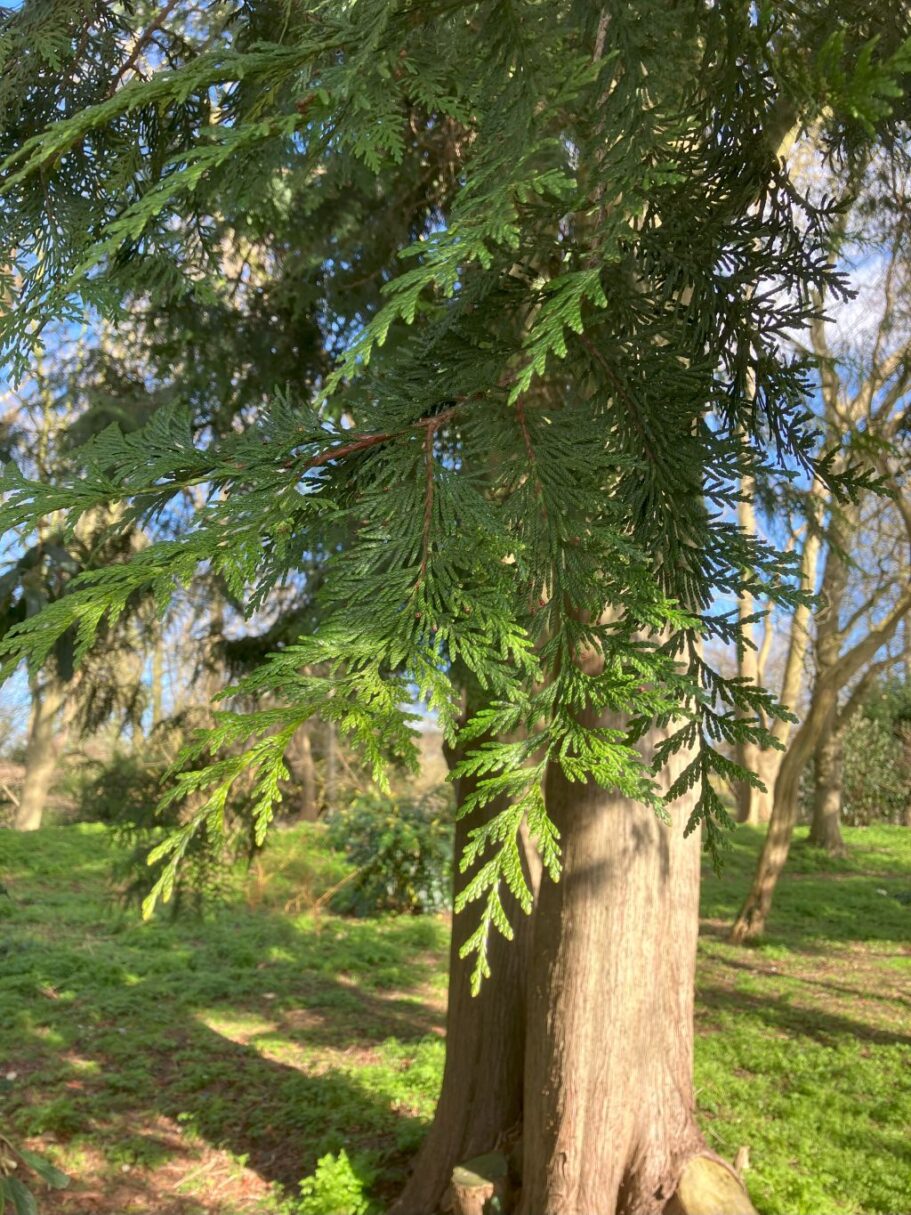 Header image for Thuja plicata