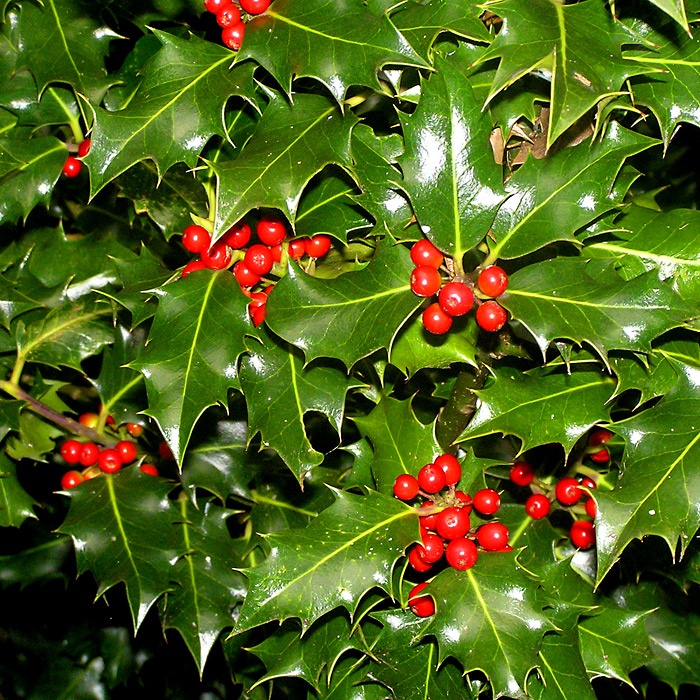 Header image for Ilex aquifolium