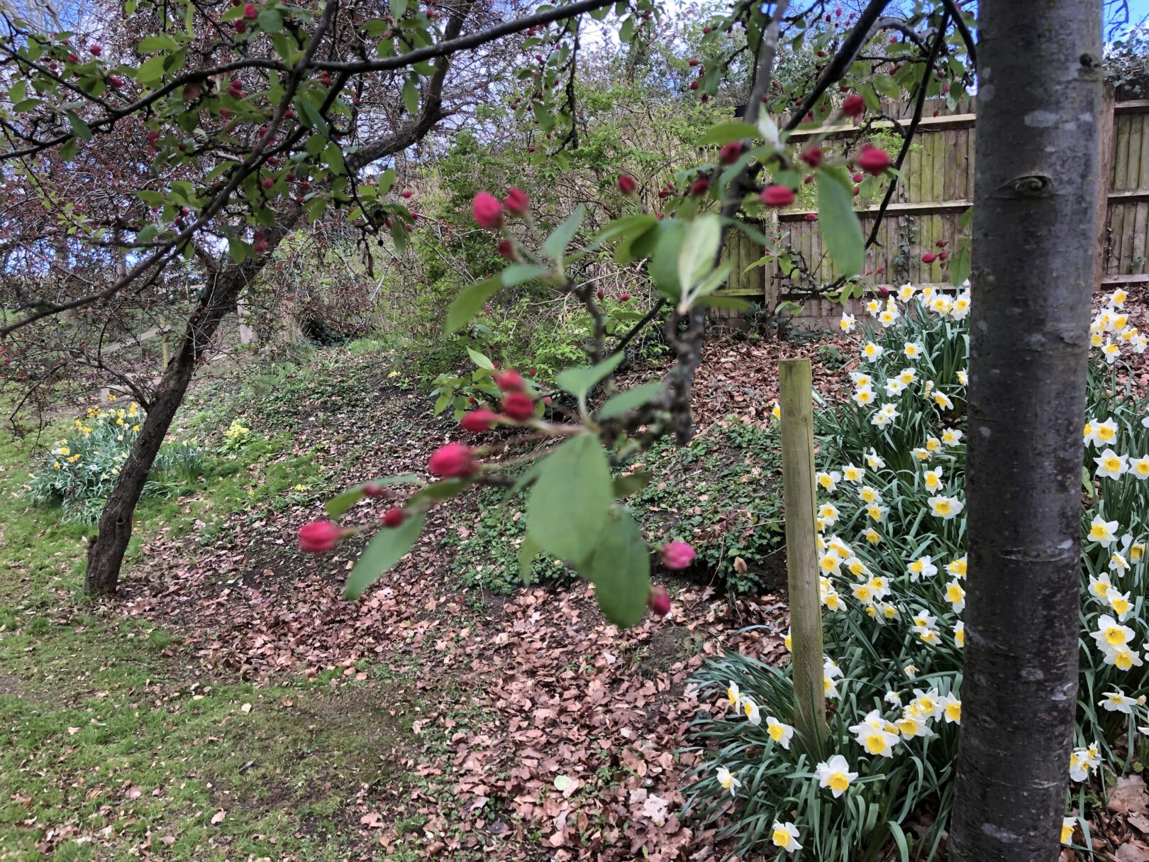 Header image for Malus <span style="font-style: normal;margin-left: 3px;">×</span> purpurea